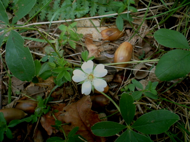 Fioriture fuori stagione ...